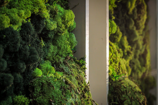 Preserved moss art is funky, exciting and fresh. Lasts up to 10 years, is cheaper and easier to maintain, and allows you to put greenery into any part of your house. Moss by KP is all about sustainability in nature through our actions.