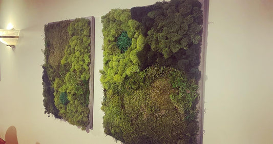 Add greenery and life to your home decor with this funky, vibrant, moss art installation. Perfect for shelves, bedside tables, coffee tables, home offices and desks.